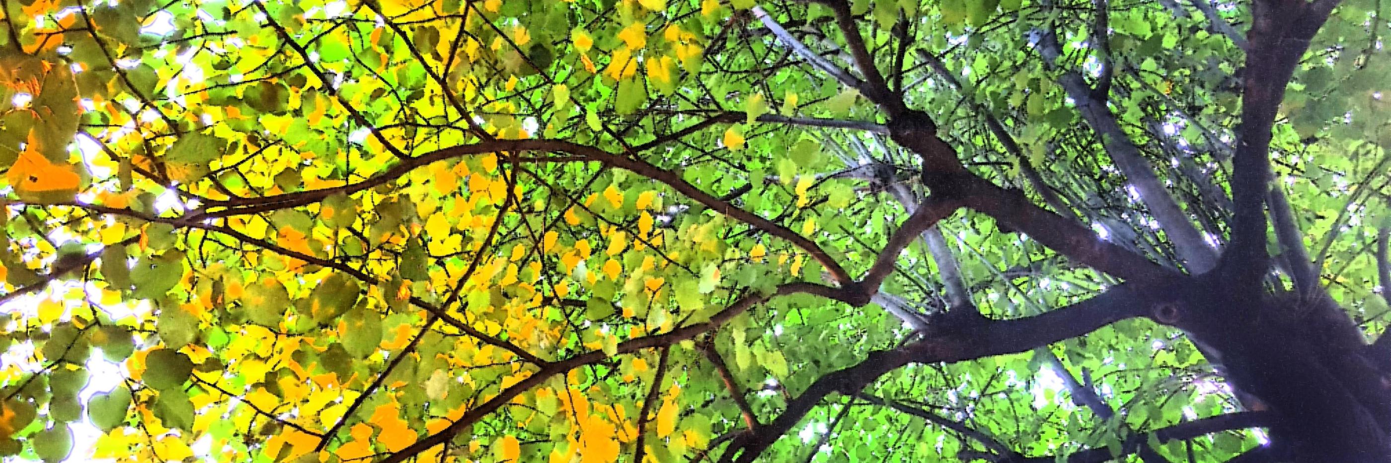 Herbst