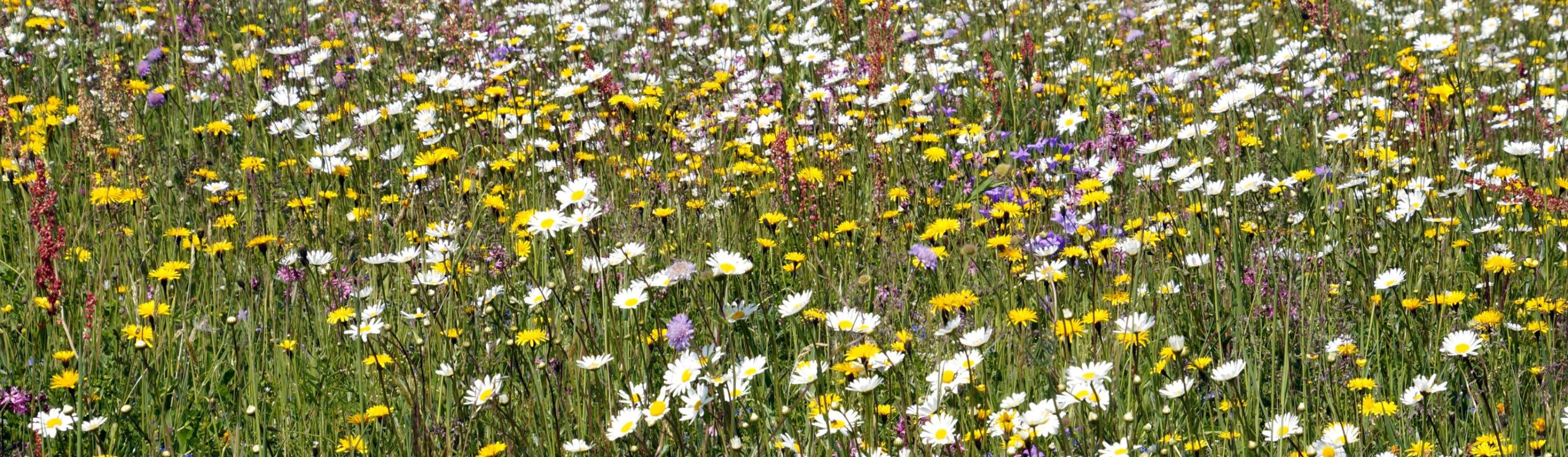 Blumenwiese im Sommer