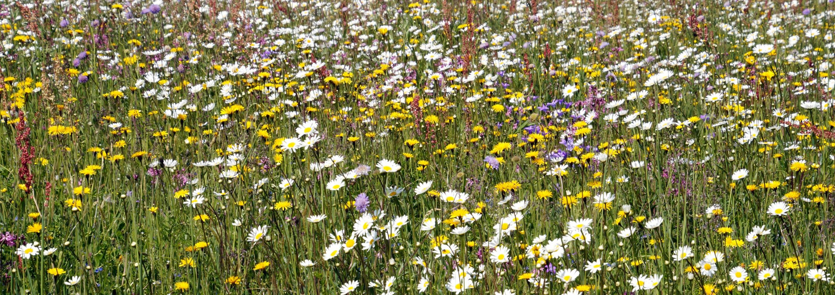 Blumenwiese im Sommer