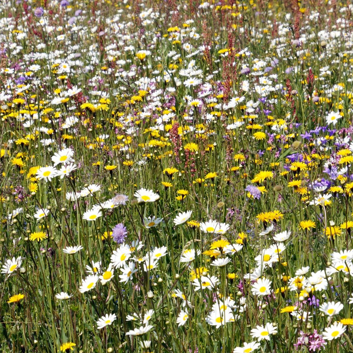 Blumenwiese im Sommer
