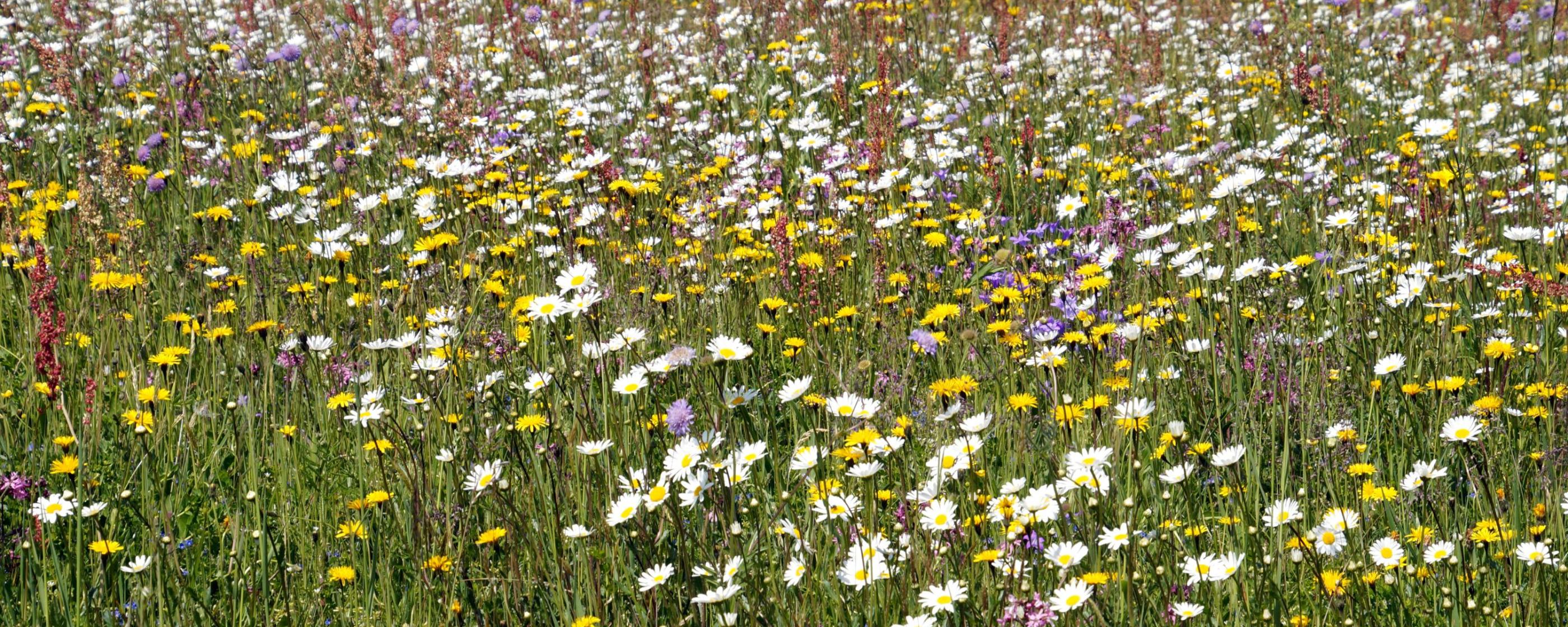 Blumenwiese im Sommer