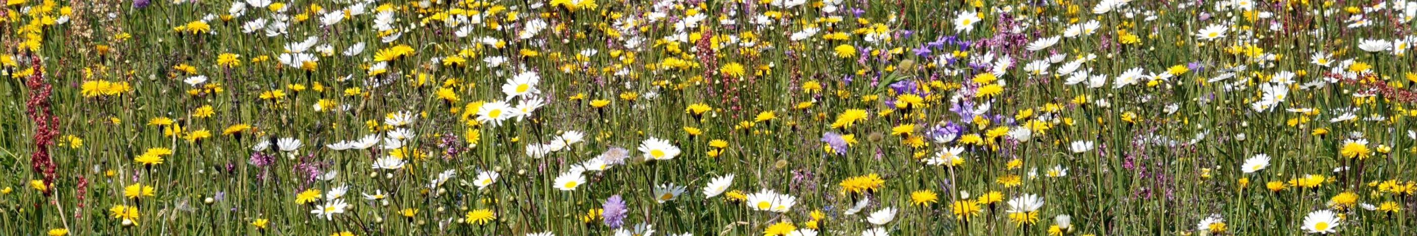 Blumenwiese im Sommer