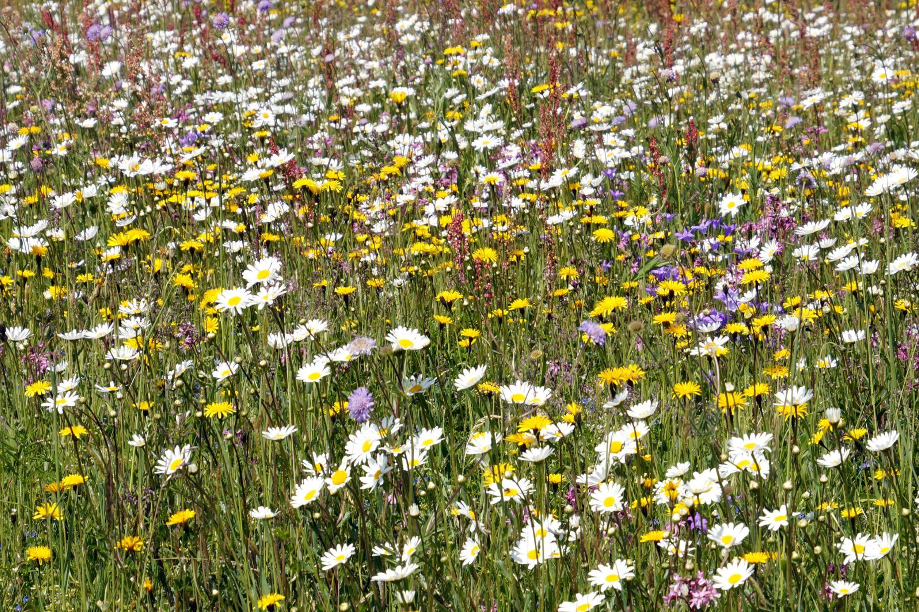 Blumenwiese im Sommer