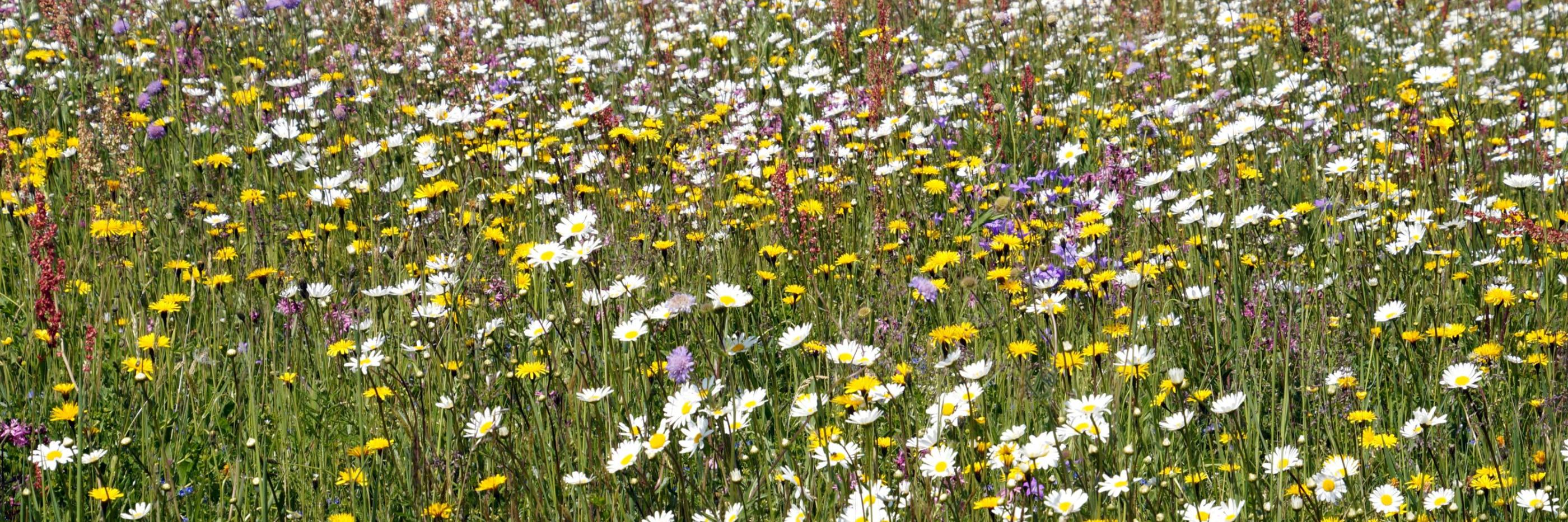 Blumenwiese im Sommer