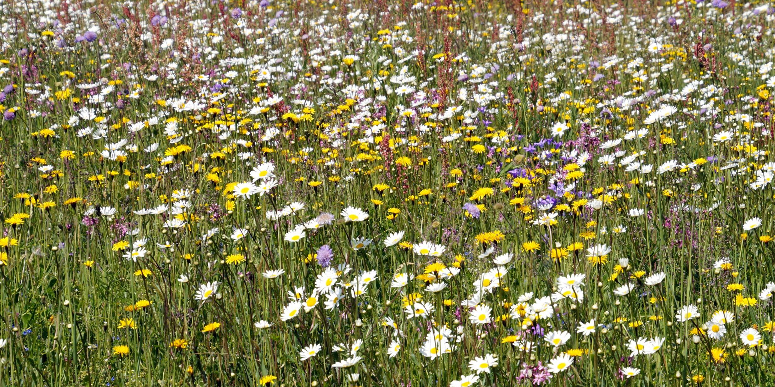 Blumenwiese im Sommer