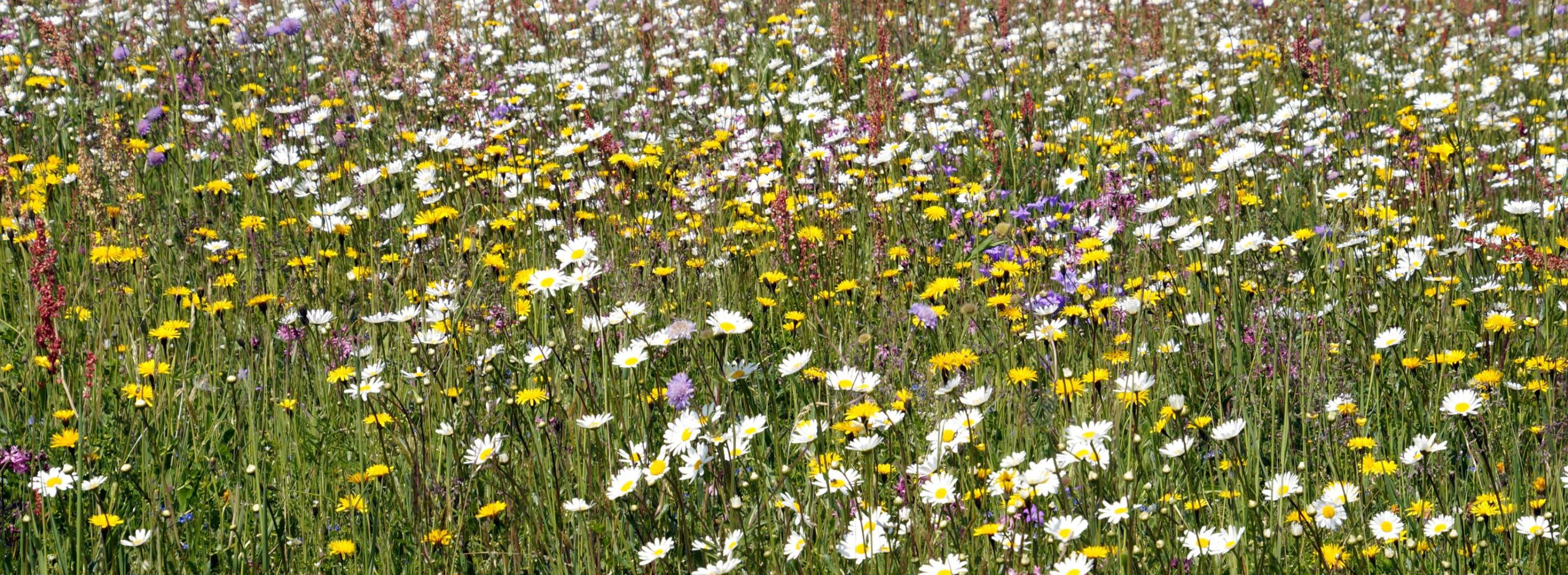 Blumenwiese im Sommer
