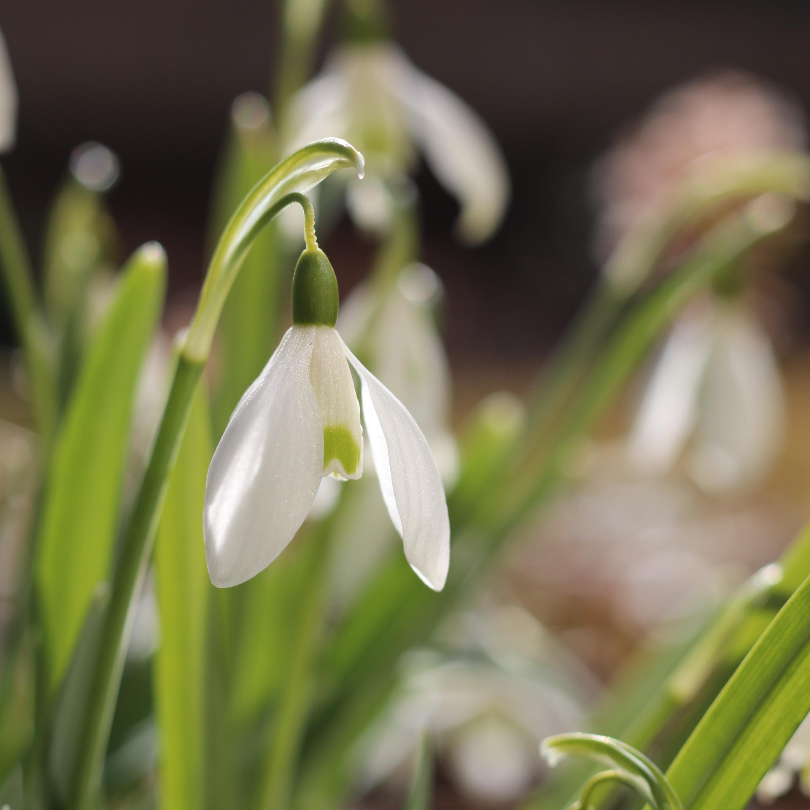 Frühling