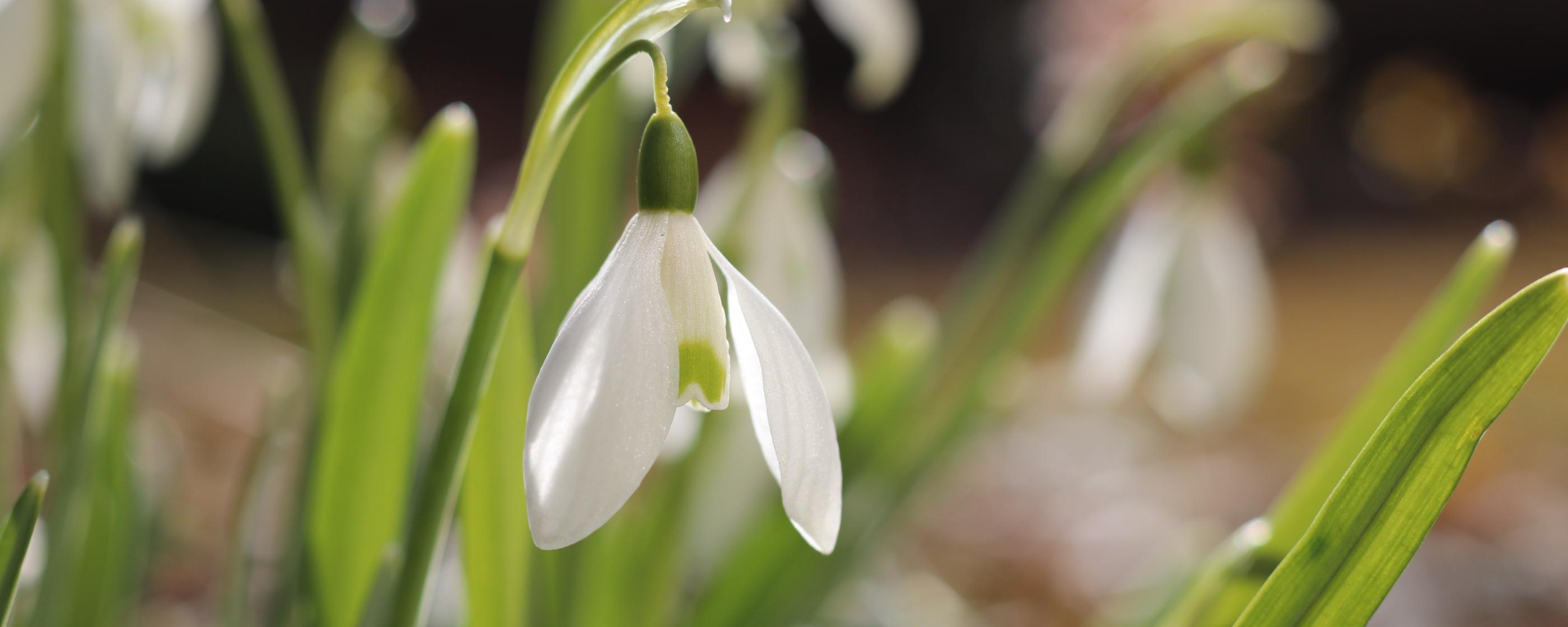 Frühling