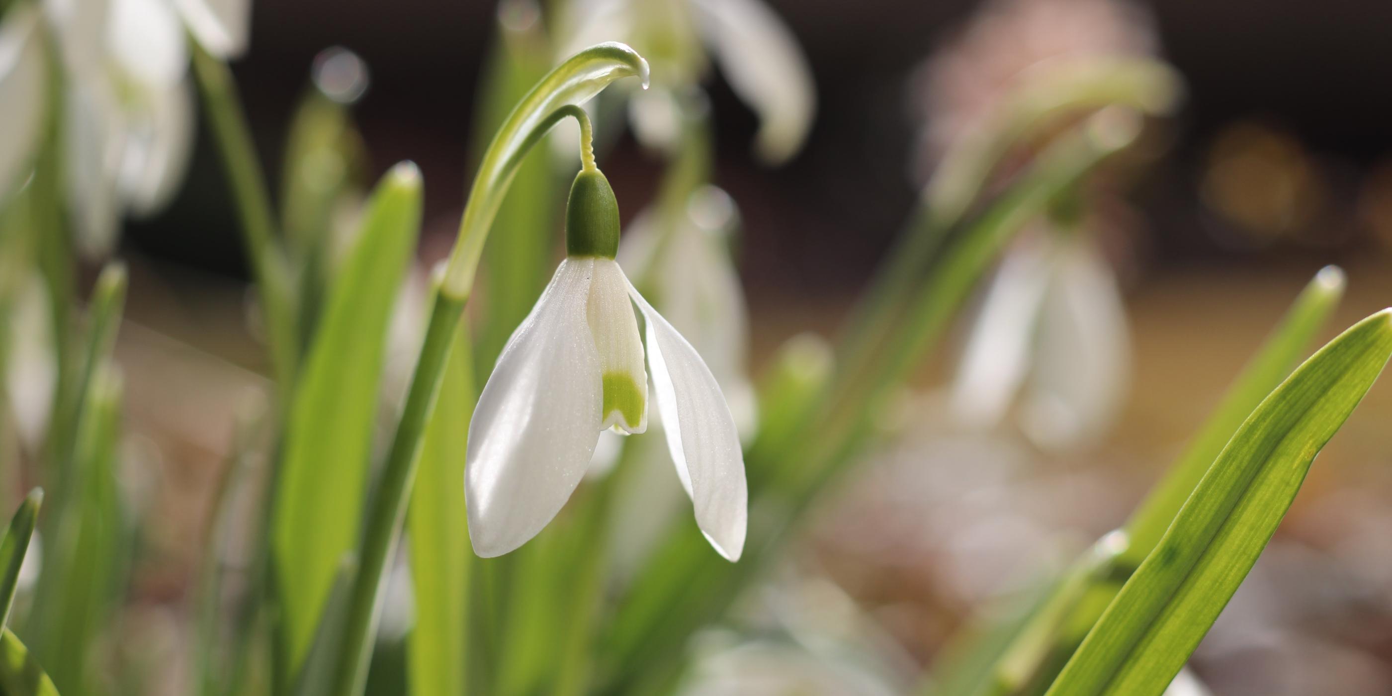 Frühling