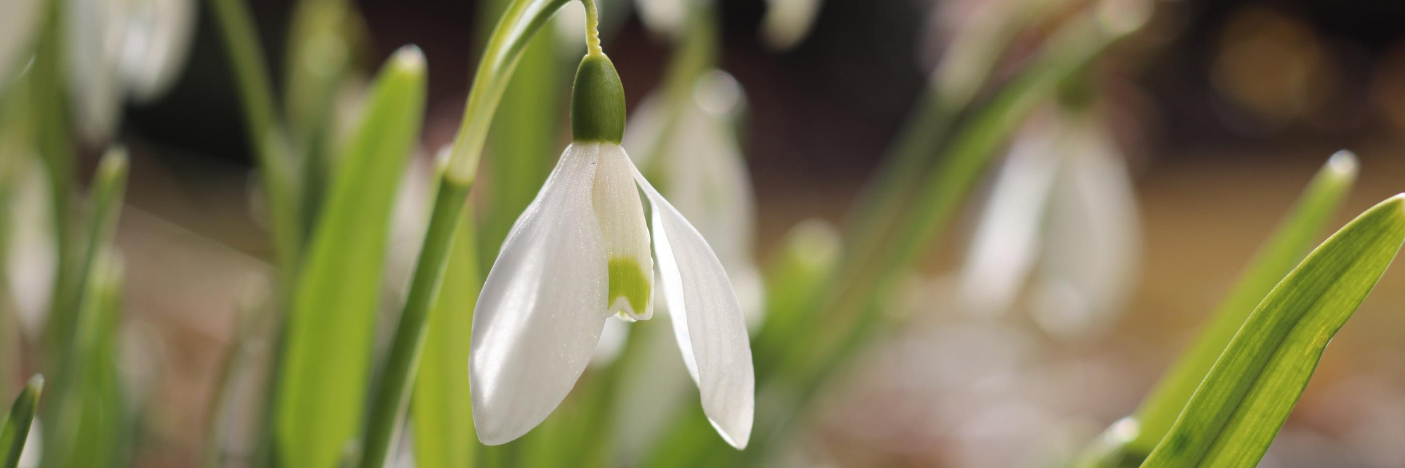 Frühling