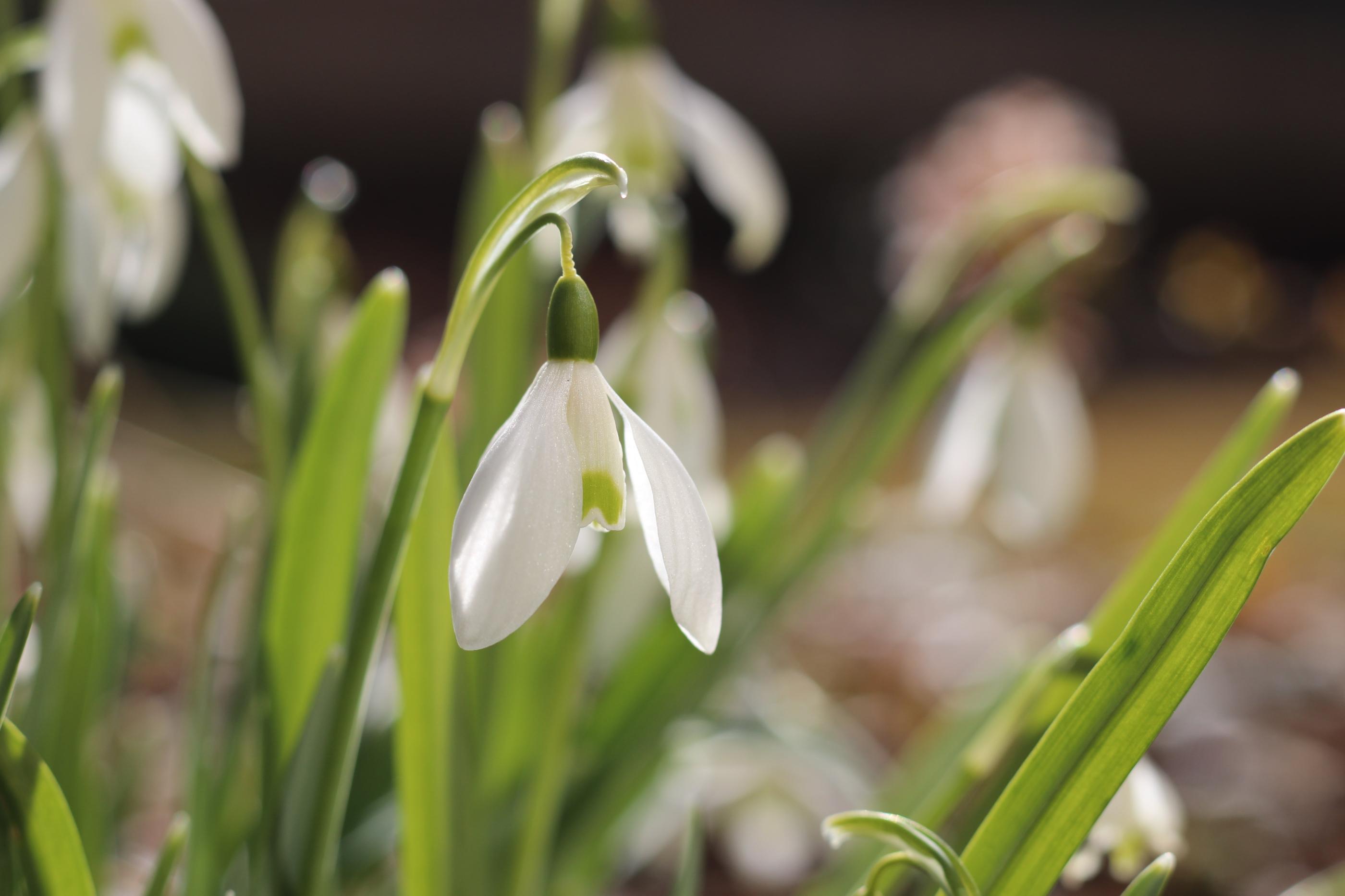 Frühling